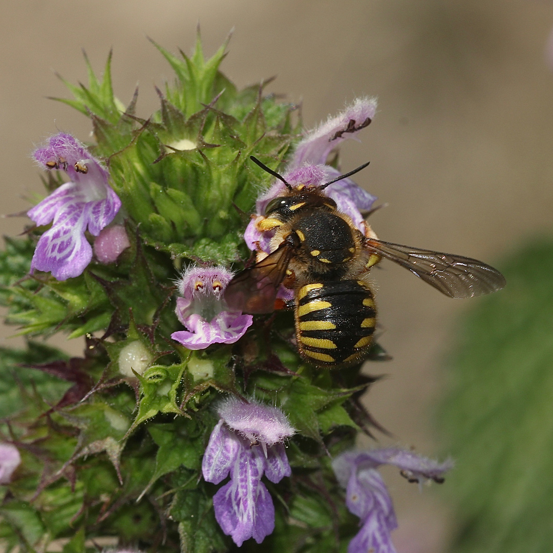 (2) Die Große oder Garten-Wollbiene (Anthidium manicatum)