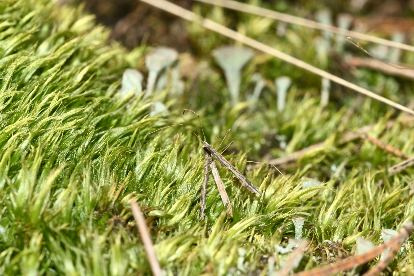 (2) Die Große Stelzenwanze (Neides tipularius)