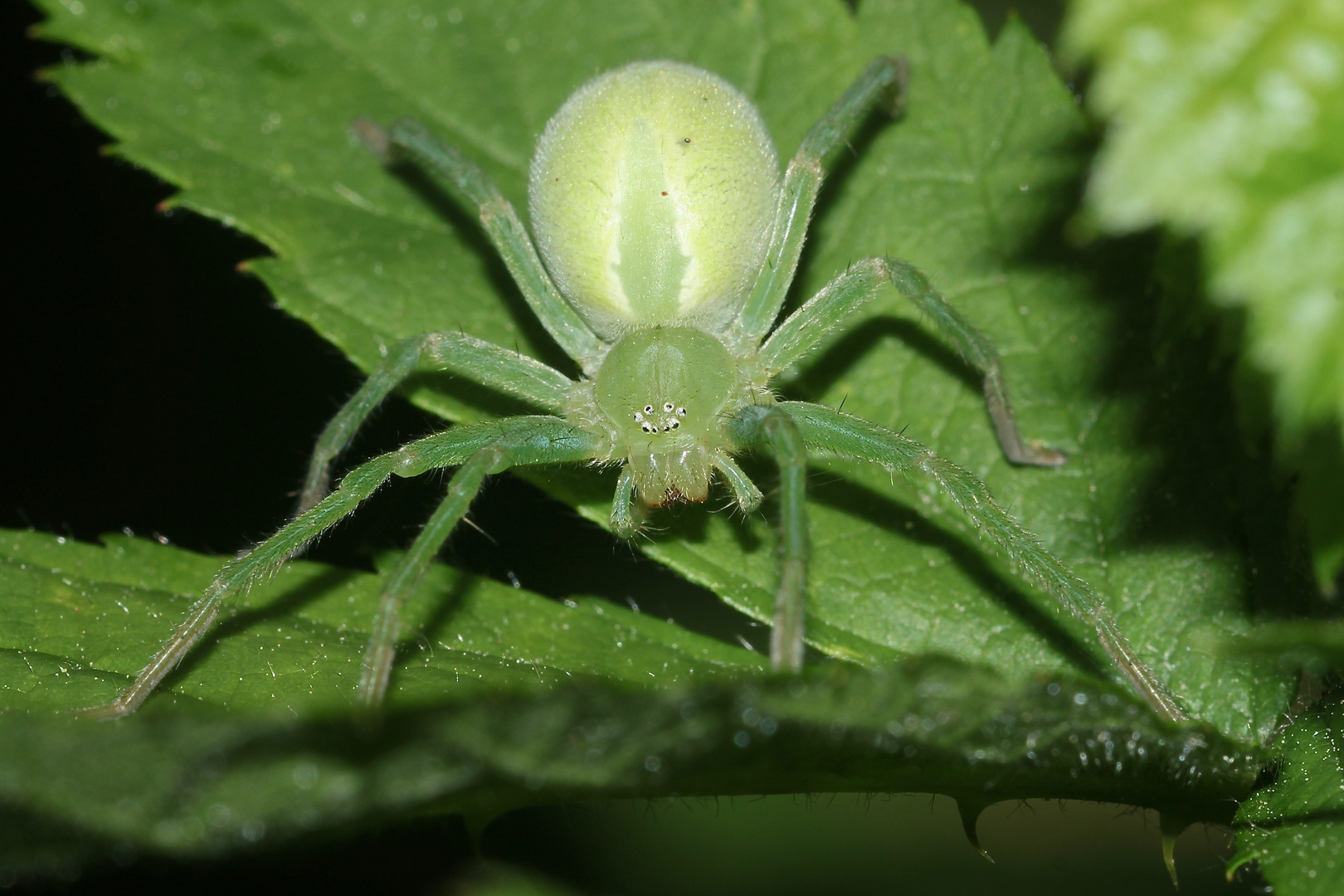 (2) Die Grüne Huschspinne (Micromata roseum = virescens) ...