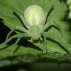 (2) Die Grüne Huschspinne (Micromata roseum = virescens) ...