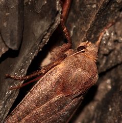 (2) Die Heidelbeer-Wintereule (Conistra vacciniae) ...