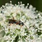 (2) Die hübsche Wegwespe (Fam. Pompilidae) CEROPALES MACULATA, Kuckucks-Wegwespe