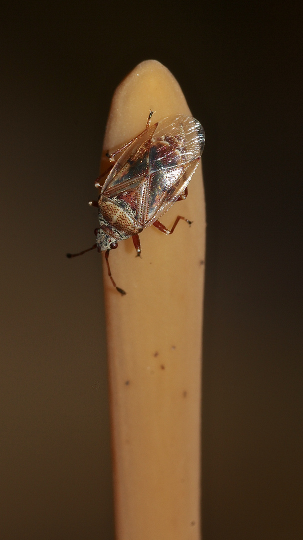 (2) Die in Deutschland seltene Röhrige Keule - (Macro-)Typhula fistulosa)