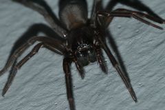 (2) Die Keller-(Finster-)Spinne (Amaurobius ferox)  - ...