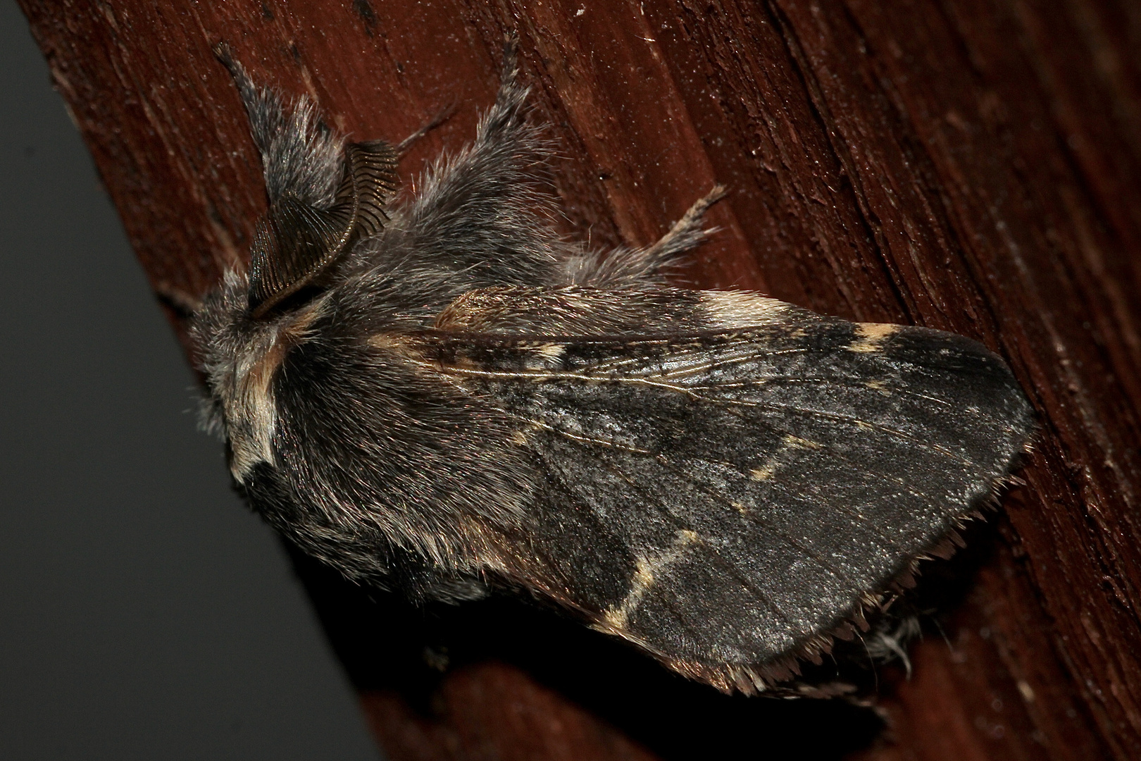 (2) Die Kleine Pappelglucke oder Herbstglucke (Poecilocampa populi) ...