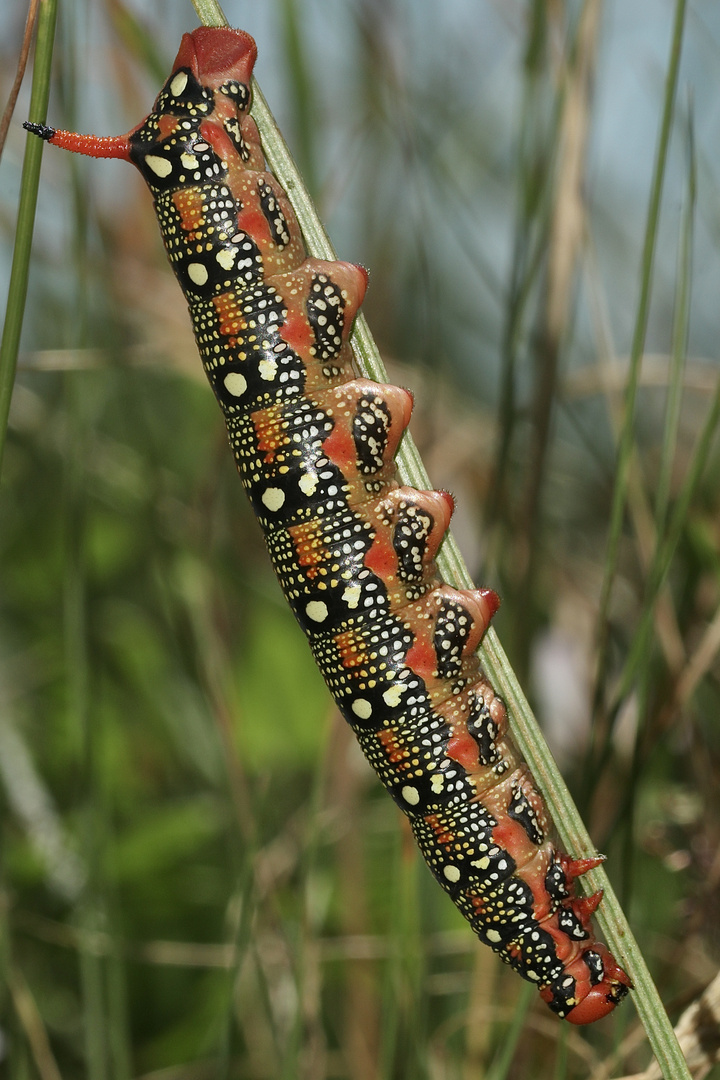 (2) Die knallbunte Raupe des Wolfsmilchschwärmers (Hyles euphorbiae), ...