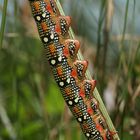 (2) Die knallbunte Raupe des Wolfsmilchschwärmers (Hyles euphorbiae), ...