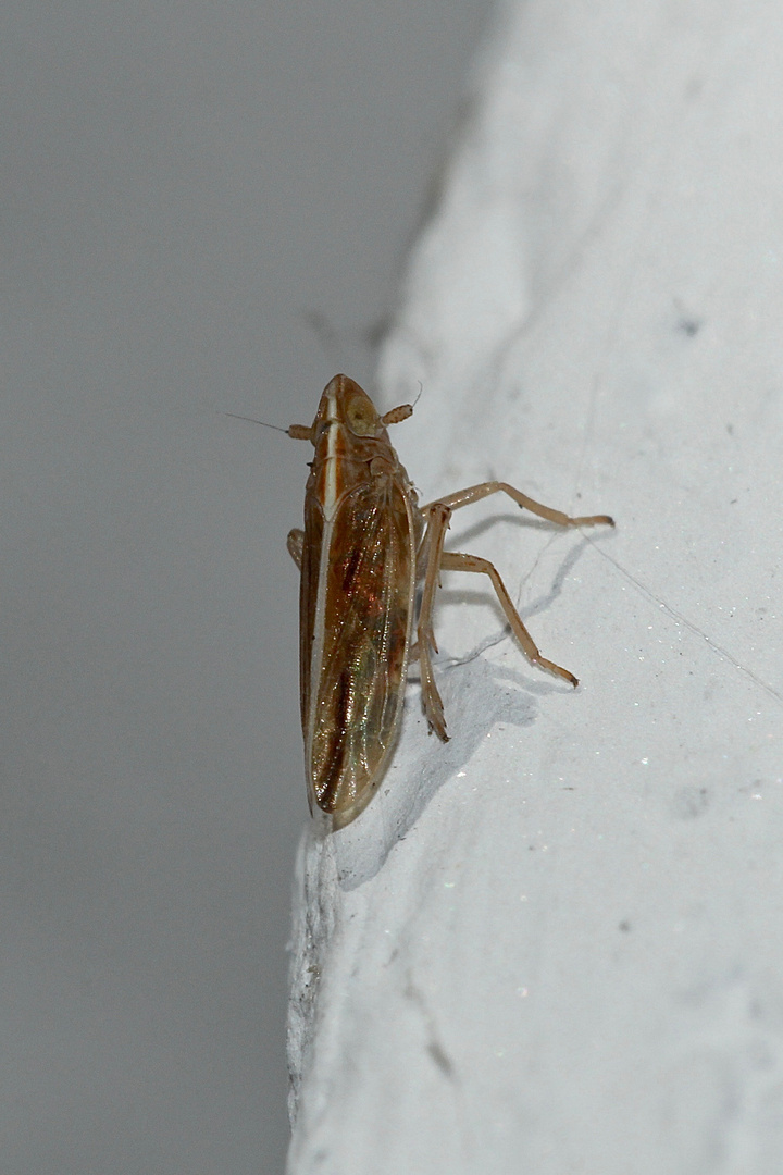 (2) Die Knaulgras-Spornzikade (Stenocranus minutus) ...