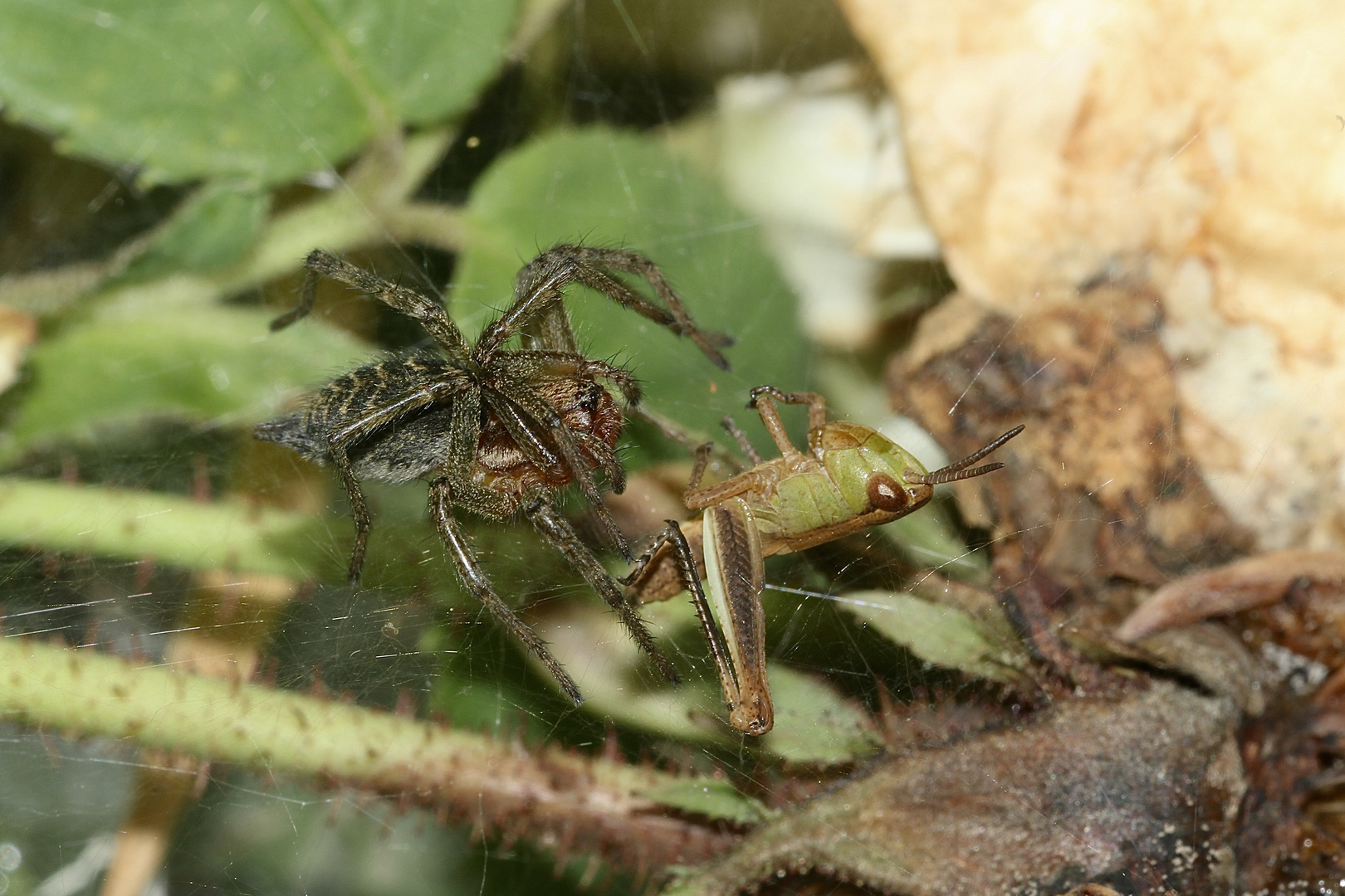 (2) Die Labyrinthspinne (Agelena labyrinthica)