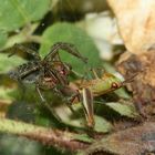 (2) Die Labyrinthspinne (Agelena labyrinthica)