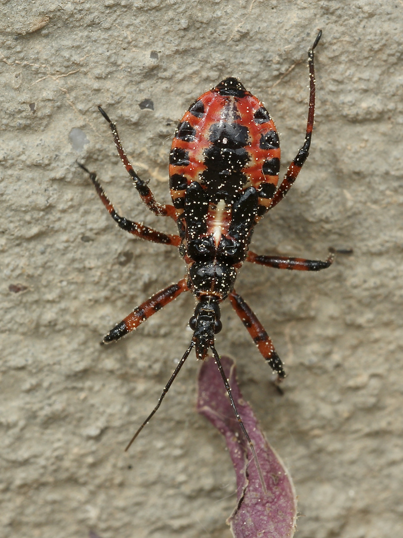 (2) Die Larve der Roten Mordwanze (Rhynocoris iracundus) ...