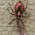 (2) Die Larve der Roten Mordwanze (Rhynocoris iracundus) ...