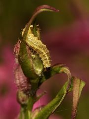 (2) Die Larve des Nelken-Kokonrüßlers (Hypera arator) ...