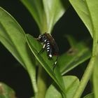 (2) Die LIGUSTER-BLATTWESPE (MACROPHYA PUNCTUMALBUM)