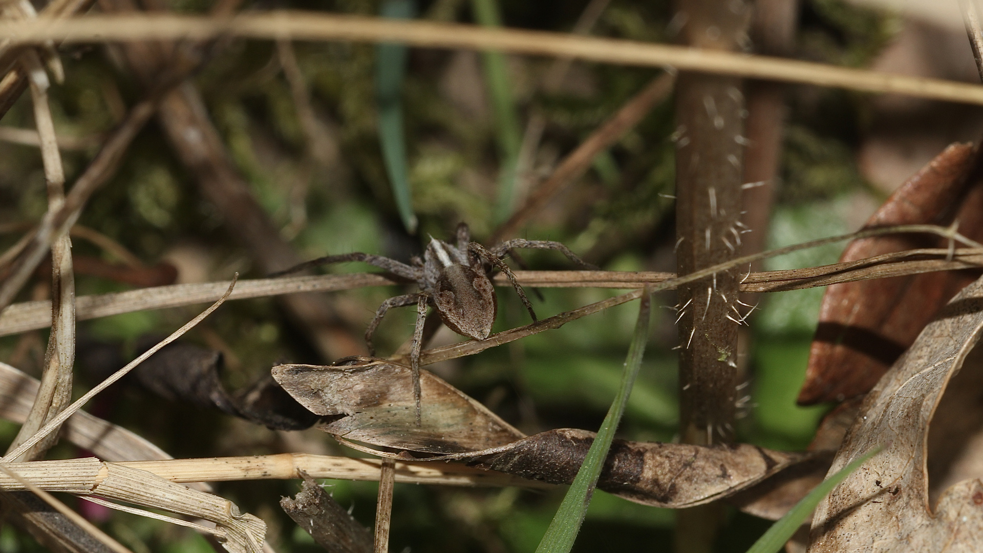 (2) Die Listspinne (Pisaura mirabilis) ...