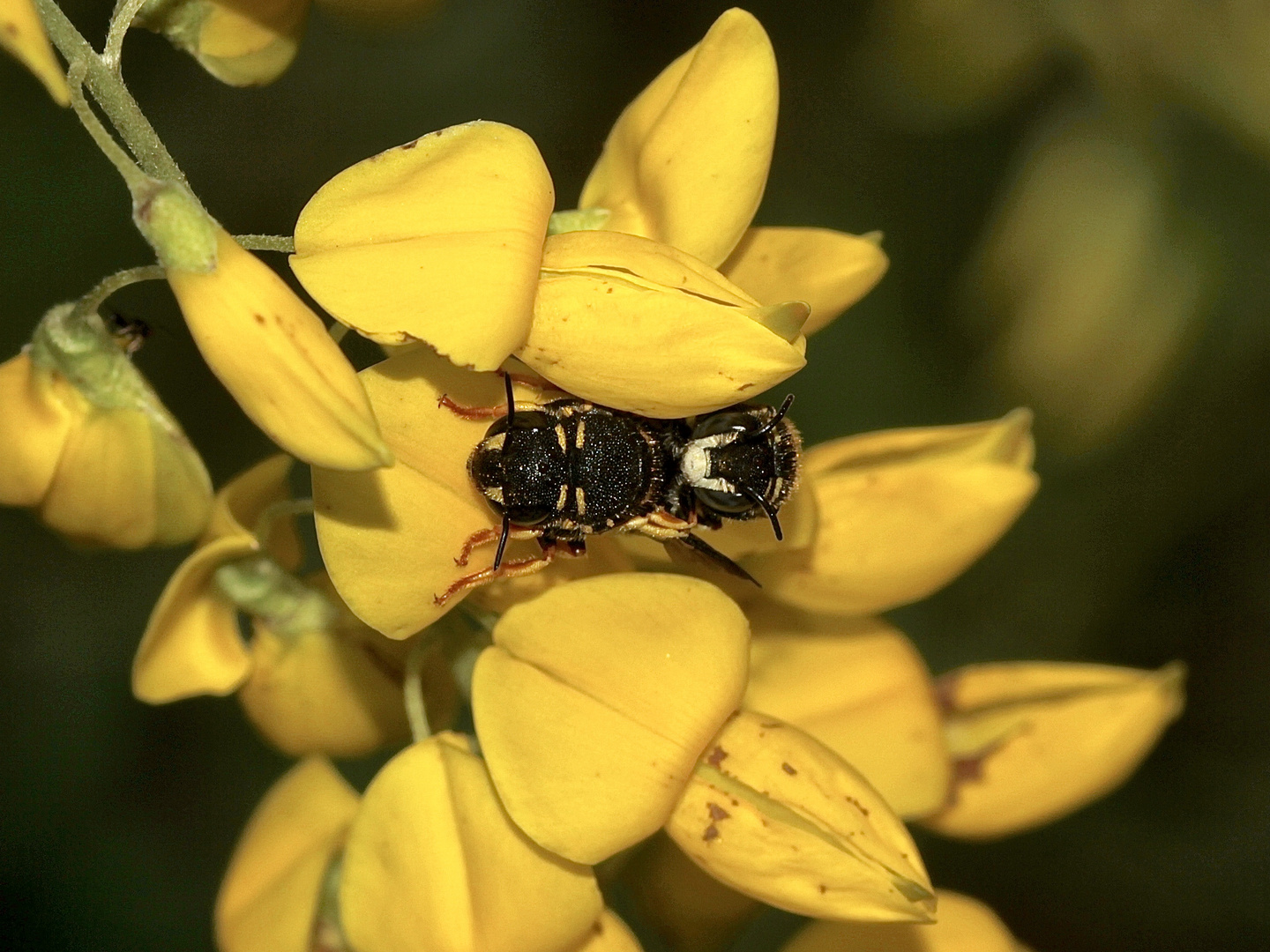 (2) Die Paarung der KLEINEN HARZBIENE (ANTHIDIUM STRIGATUM) ...