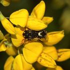 (2) Die Paarung der KLEINEN HARZBIENE (ANTHIDIUM STRIGATUM) ...