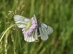 (2) Die Paarung des Baumweißlings (Aporia crataegi) aus der Familie der Weißlinge (Pieridae)