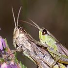 (2) Die Paarung des Gemeinen Grashüpfers (Pseudochorthippus parallelus)