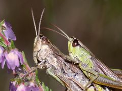 (2) Die Paarung des Gemeinen Grashüpfers (Pseudochorthippus parallelus)