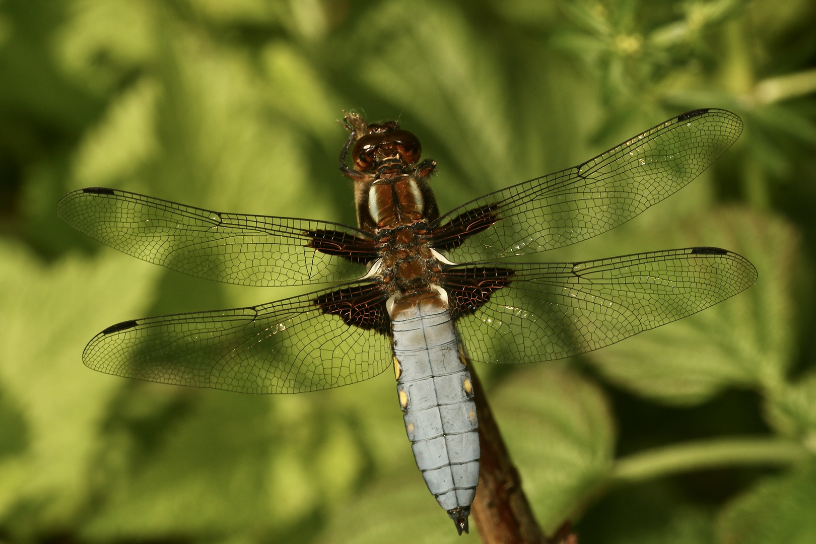 (2) Die PLATTBAUCH-LIBELLE (LIBELLULA DEPRESSA)