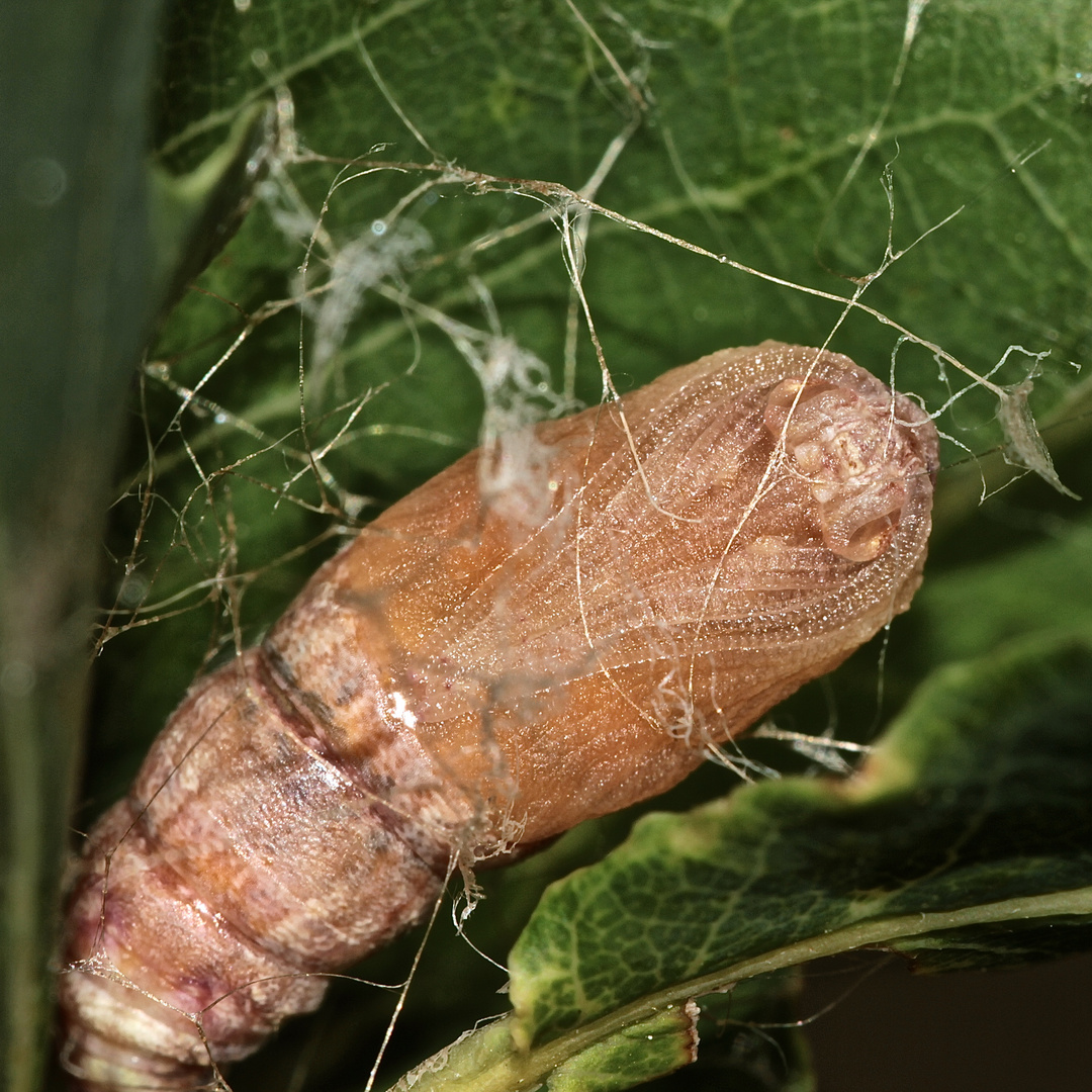 (2) Die Puppe eines Eichen-Randzackenspanners (Ennomos quercinaria), ...