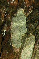 (2) Die Randlose Kuchenflechte, LECANORA SYMMICTA