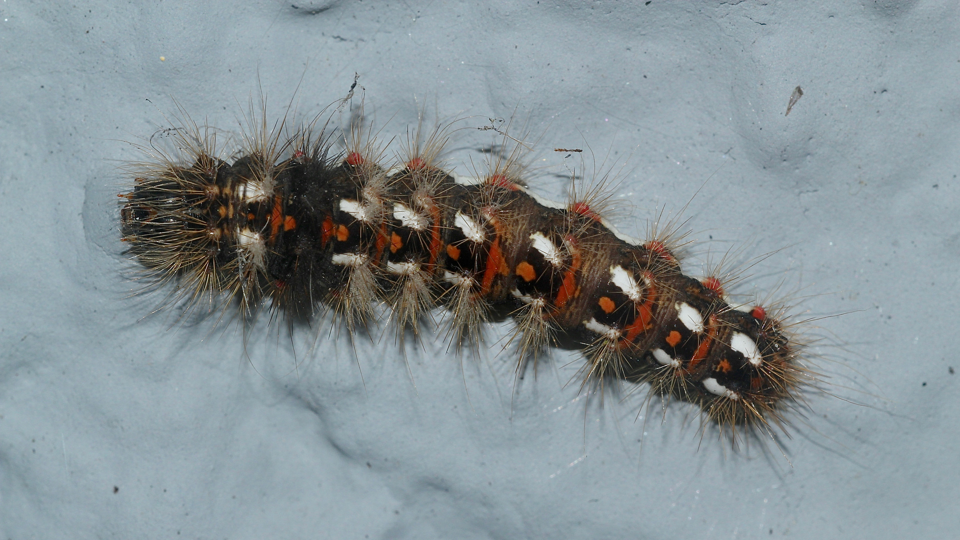 (2) Die Raupe der Ampfer-(Rinden-)Eule (Acronicta rumicis)