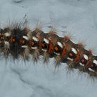 (2) Die Raupe der Ampfer-(Rinden-)Eule (Acronicta rumicis)