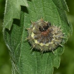 (2) Die Raupe des Admirals (Vanessa atalanta)