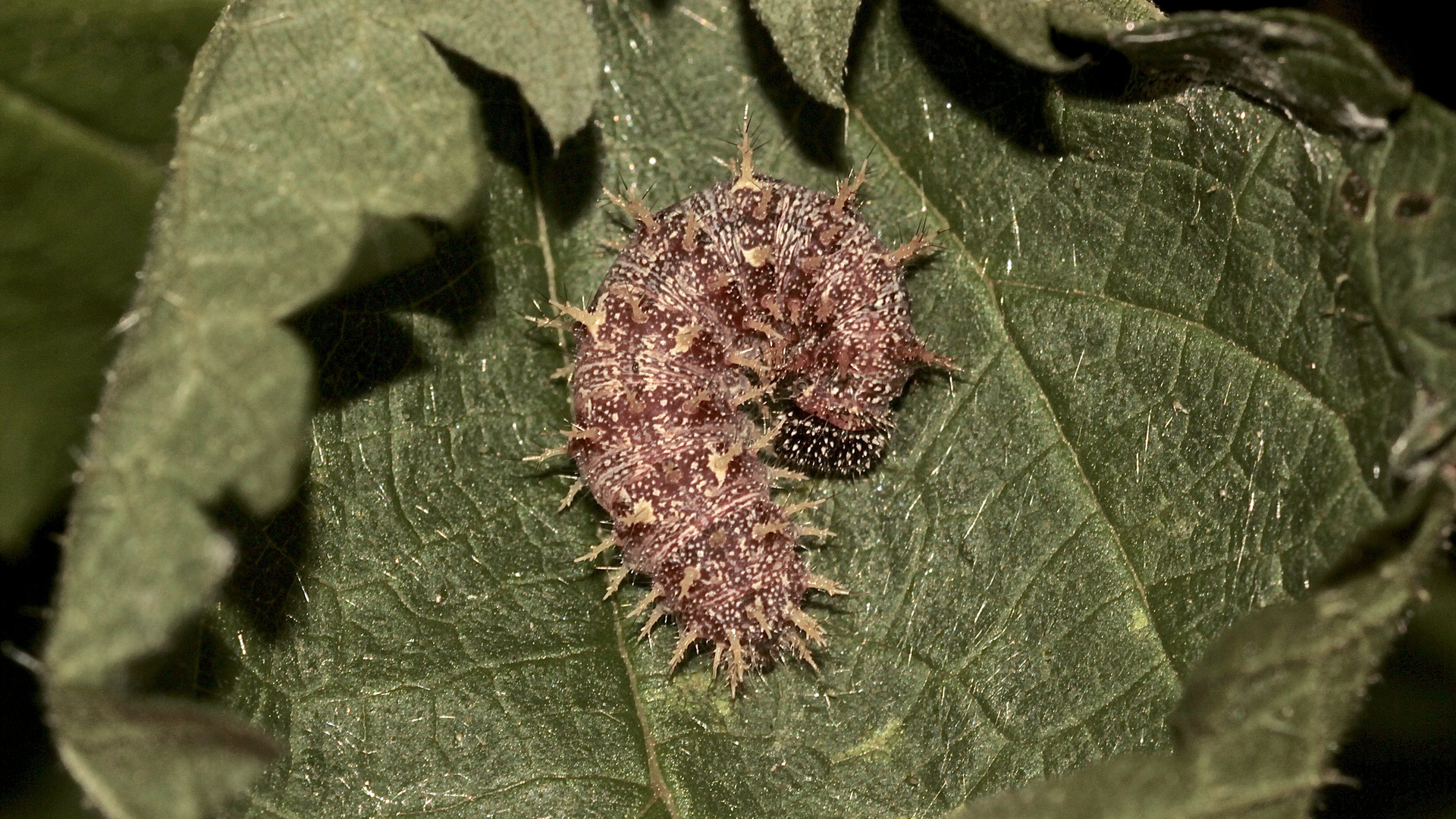 (2) Die Raupe des Admirals (Vanessa atalanta)