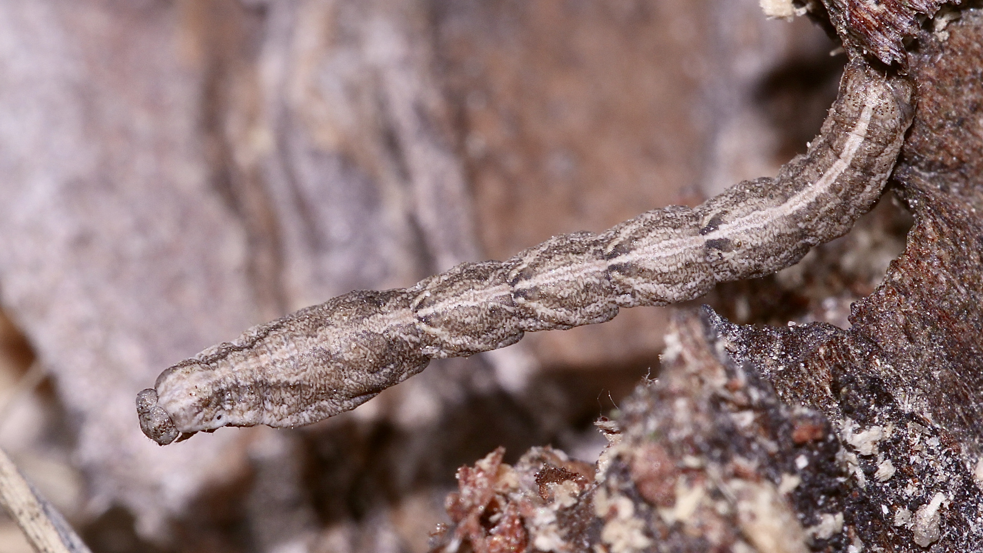 (2) Die Raupe des Ampferspanners (Timandra comae) ...