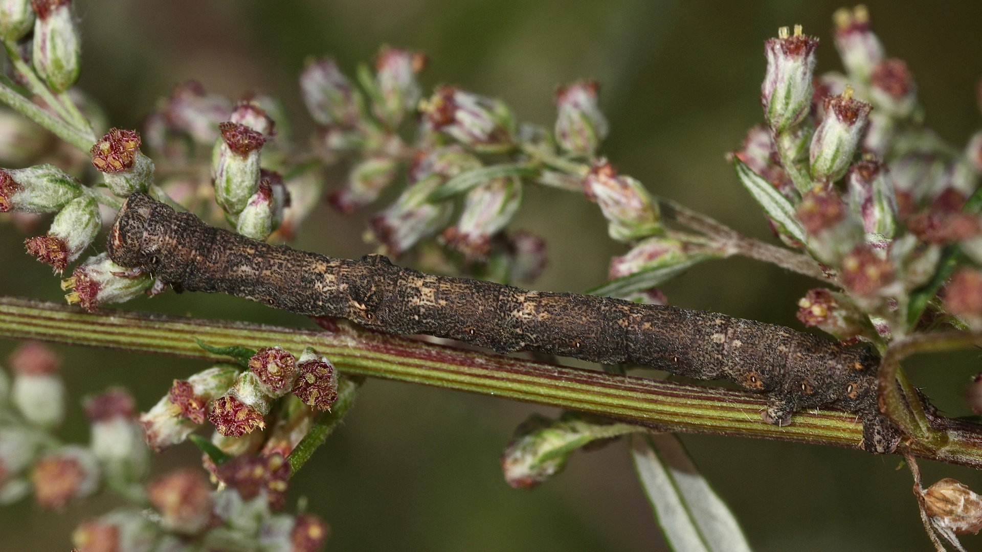 (2) Die Raupe des Aschgrauen Rindenspanners (Hypomecis punctinalis) ...