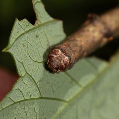 (2) Die Raupe des Aschgrauen Rindenspanners (Hypomecis punctinalis) - Portrait