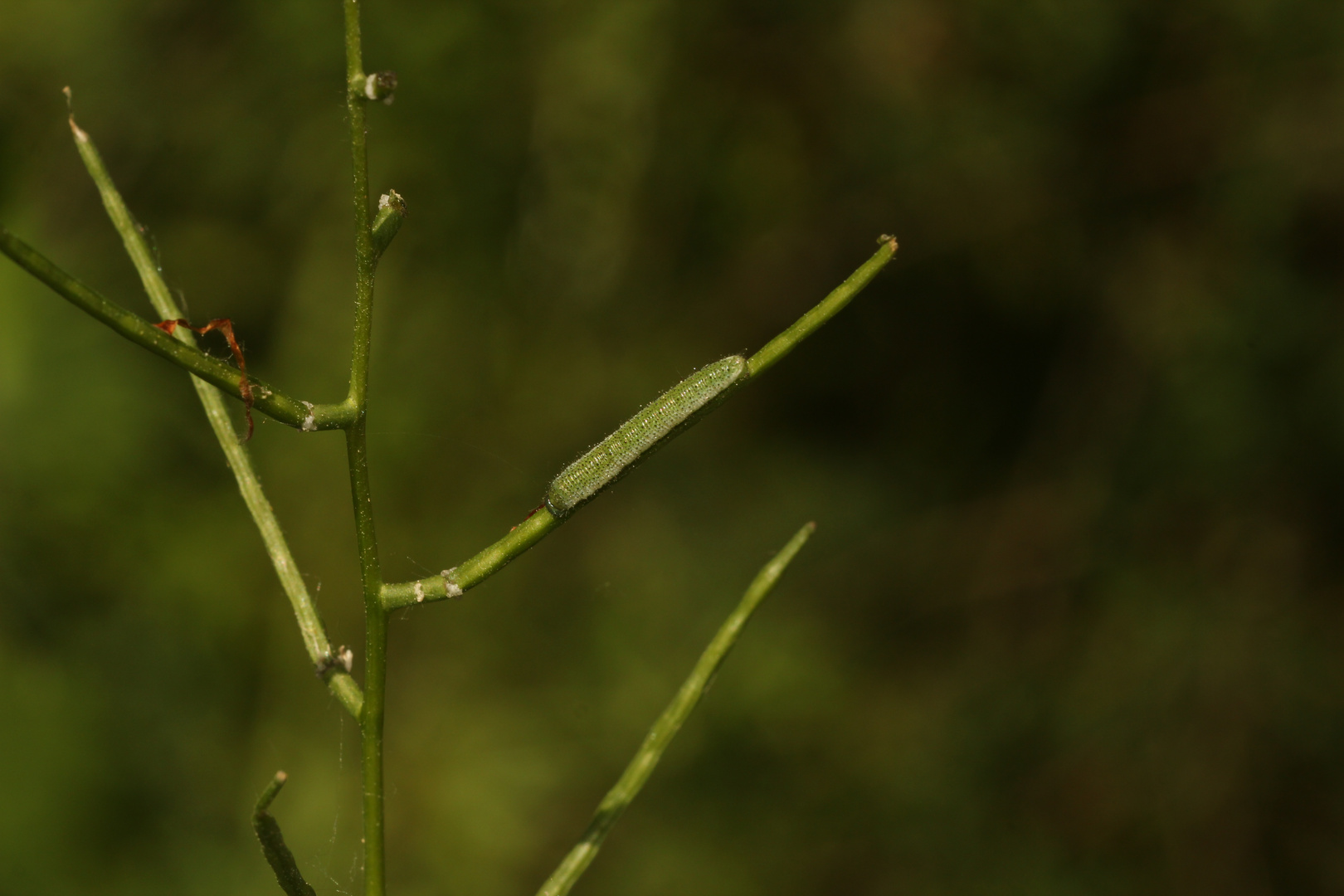 (2) Die Raupe des Aurorafalters (Anthocharis cardamines) ...