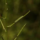 (2) Die Raupe des Aurorafalters (Anthocharis cardamines) ...