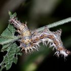 (2) Die Raupe des C-Falters (Polygonia c-album) ...