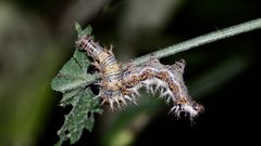 (2) Die Raupe des C-Falters (Polygonia c-album) ...