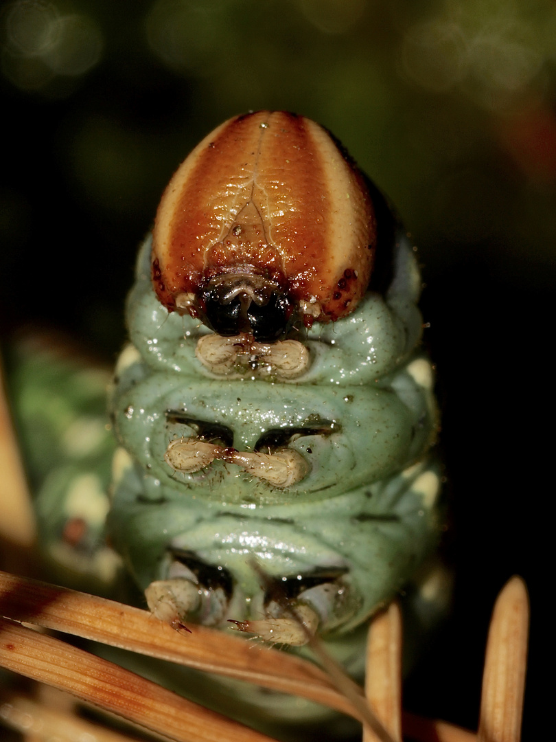 (2) Die Raupe des Kiefernschwärmers (Sphinx pinastri) ...