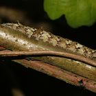(2) Die Raupe des Kleinen Eichenkarmins (Catocala promissa)