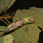 (2) Die Raupe des Kleinen Gabelschwanzes von oben