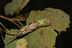 (2) Die Raupe des Kleinen Gabelschwanzes von oben