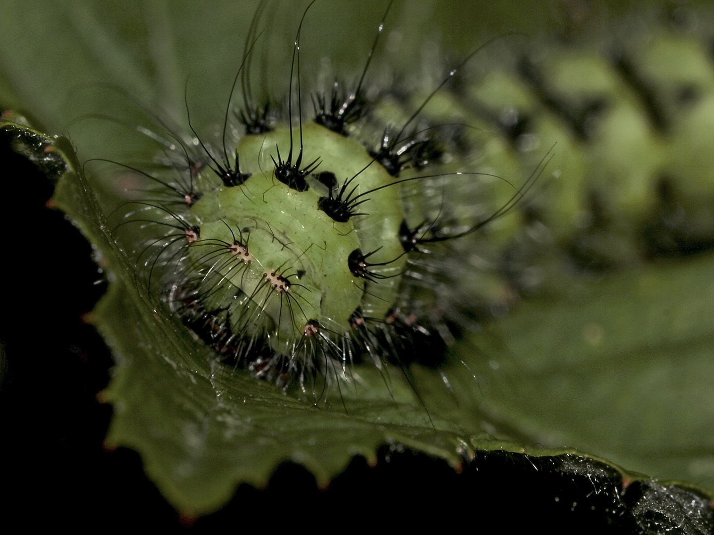 (2) Die Raupe des Kleinen Nachtpfauenauges (Saturnia pavonia) auf Brombeere