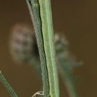 (2) Die Raupe des Ringfleck-Rindenspanners (Cleora cinctaria)