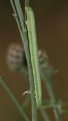 (2) Die Raupe des Ringfleck-Rindenspanners (Cleora cinctaria)