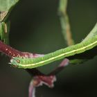 (2) Die Raupe des Schattenbinden-Weißspanners (Lomographa temerata)