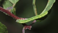 (2) Die Raupe des Schattenbinden-Weißspanners (Lomographa temerata)