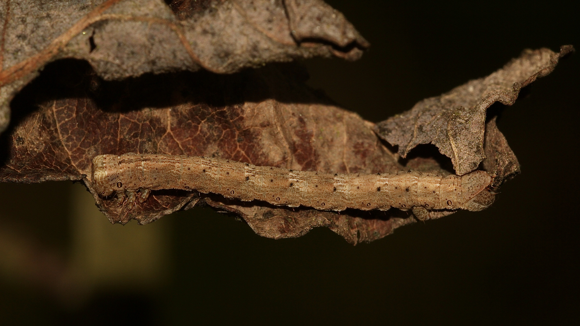 (2) Die Raupe des Wellenlinien-Rindenspanners (Alcis repandata), ...