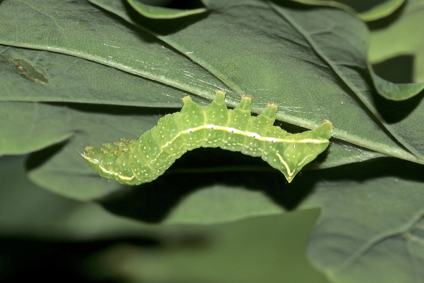 (2) Die Raupe einer Pyramideneule - Amphipyra pyramidea