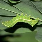 (2) Die Raupe einer Pyramideneule - Amphipyra pyramidea